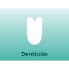 Dentición