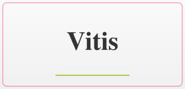 Vitis